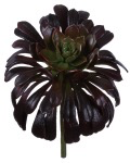 SUCCULENT 5.5