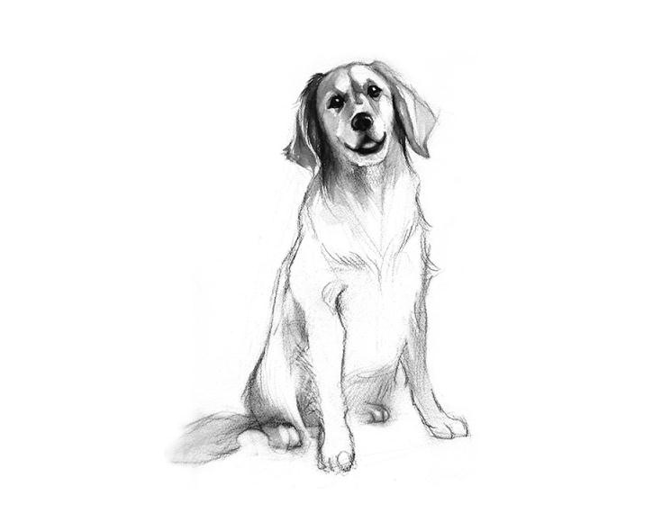 SKETCH OF A DOG I