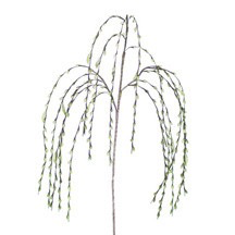 BOTANICA # 1130