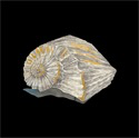 SEASHELL IN SILENCE IV 36 X 36