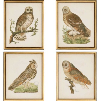 NOZEMAN OWLS