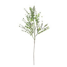 BOTANICA 850
