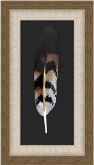 YOUNG REDTAIL HAWK FEATHER