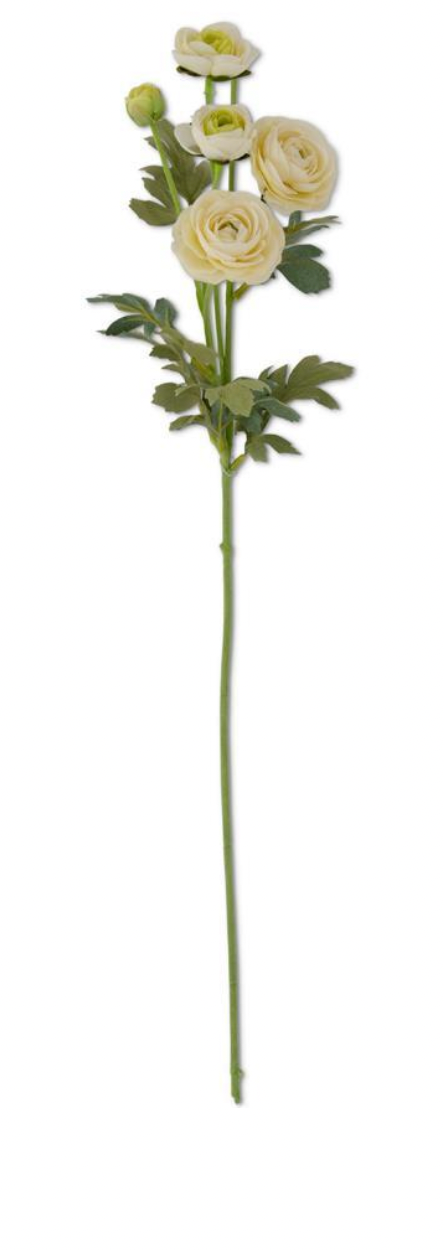 RANUNCULUS STEM