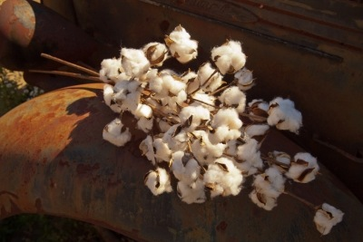 LARGE COTTON STEM