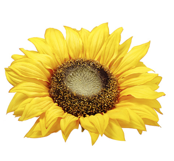 SUNFLOWER FLOATING HEAD