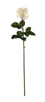ROSE WHITE