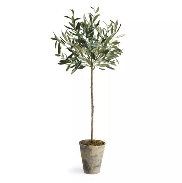 Olive Tree