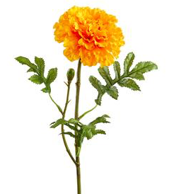 20" MARIGOLD SPRAY OR
