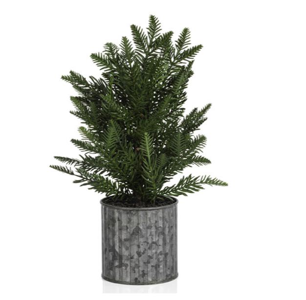 PINE TREE IN GALVANIZED POT 12"