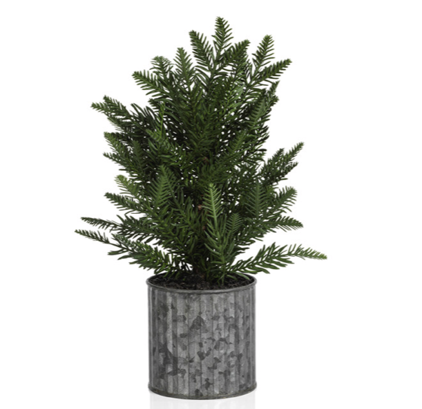 PINE TREE IN GALVANIZED POT 15"