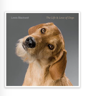 LIFE & LOVE OF DOGS