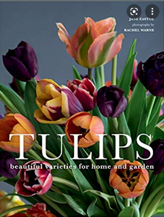 TULIPS: BEAUTIFUL VARIETIES