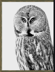 GREAT GREY OWL OF THE NIGHT
