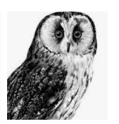 BARRED OWL OF THE NIGHT