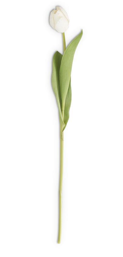 26.75" WHITE SILK REAL TOUCH SINGLE TULIP