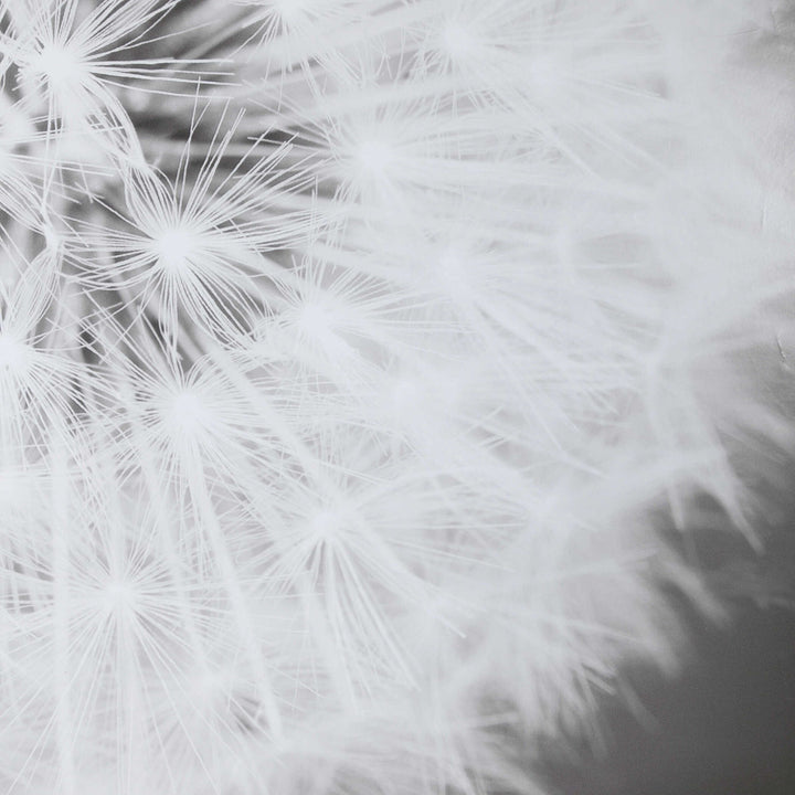 Dandelion Seedhead - Framed Print - Black