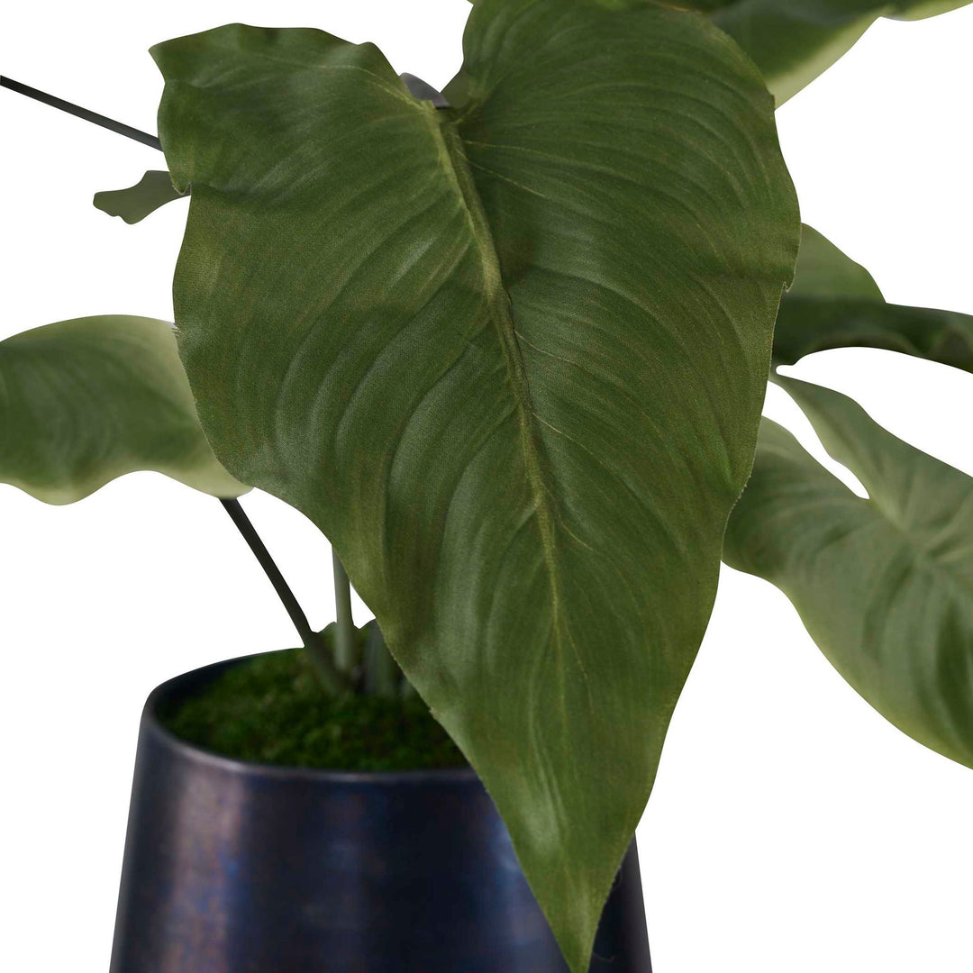 Mari Calla - Accent Plant - Blue
