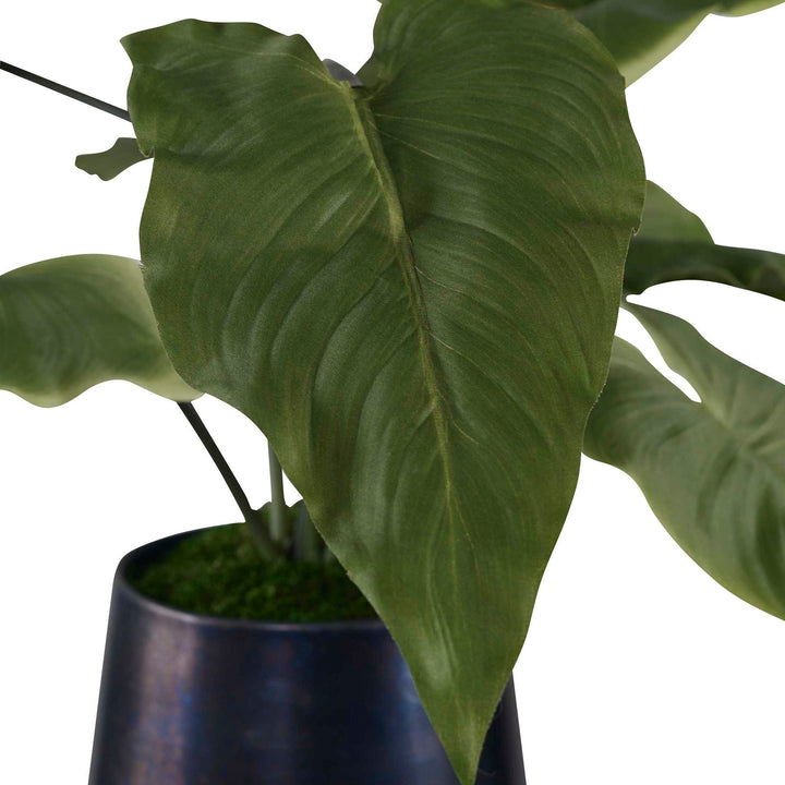 Mari Calla - Accent Plant - Blue