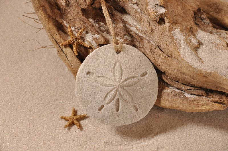 Sand Dollar Sand Ornament: Ribbon and Glitter