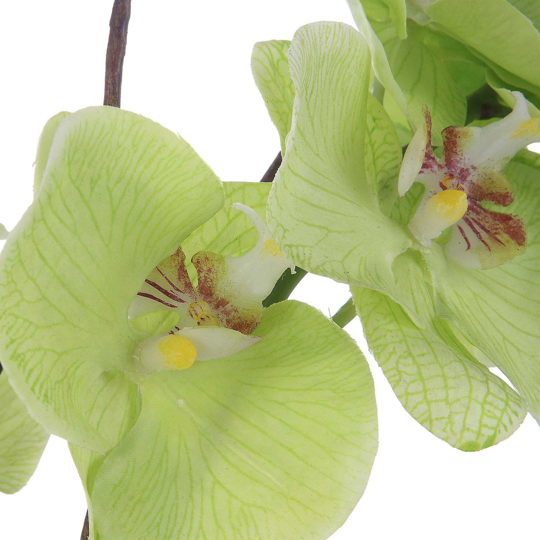 Valdive - Orchid