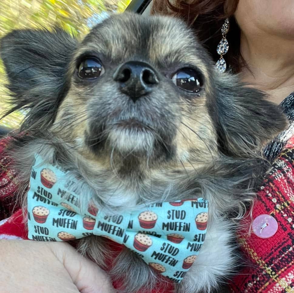 *MINI SIZE Stud Muffin