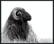 Horn - 48" x 72" Photography - Black / White