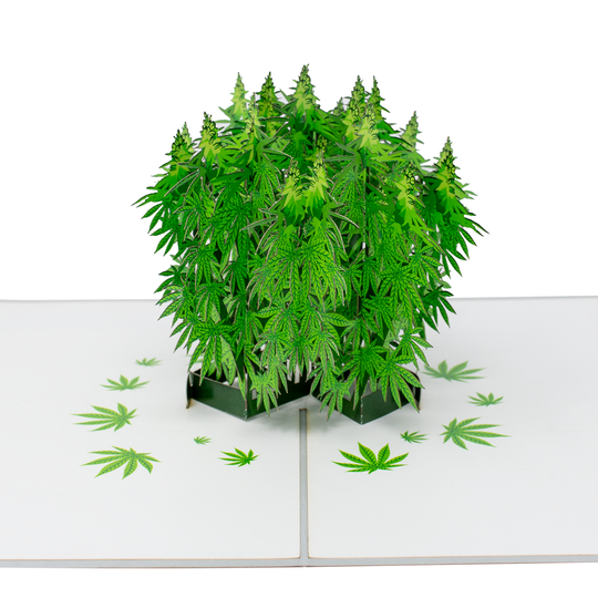 “Pot Plant” - 3D Drugs-Themed Card