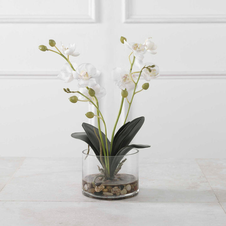 Glory - Orchid