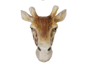 RESIN GIRAFFE HEAD WALL VASE