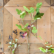 FIG BRANCH