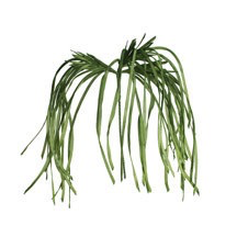 BOTANICA #2183
