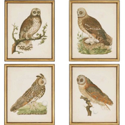 NOZEMAN OWLS