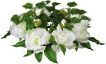 PEONY 6.25” WHITE