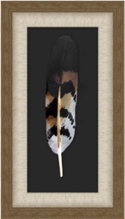 YOUNG REDTAIL HAWK FEATHER