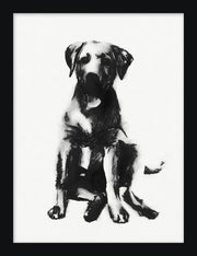 LARGE BREED CHARCOAL DOG
