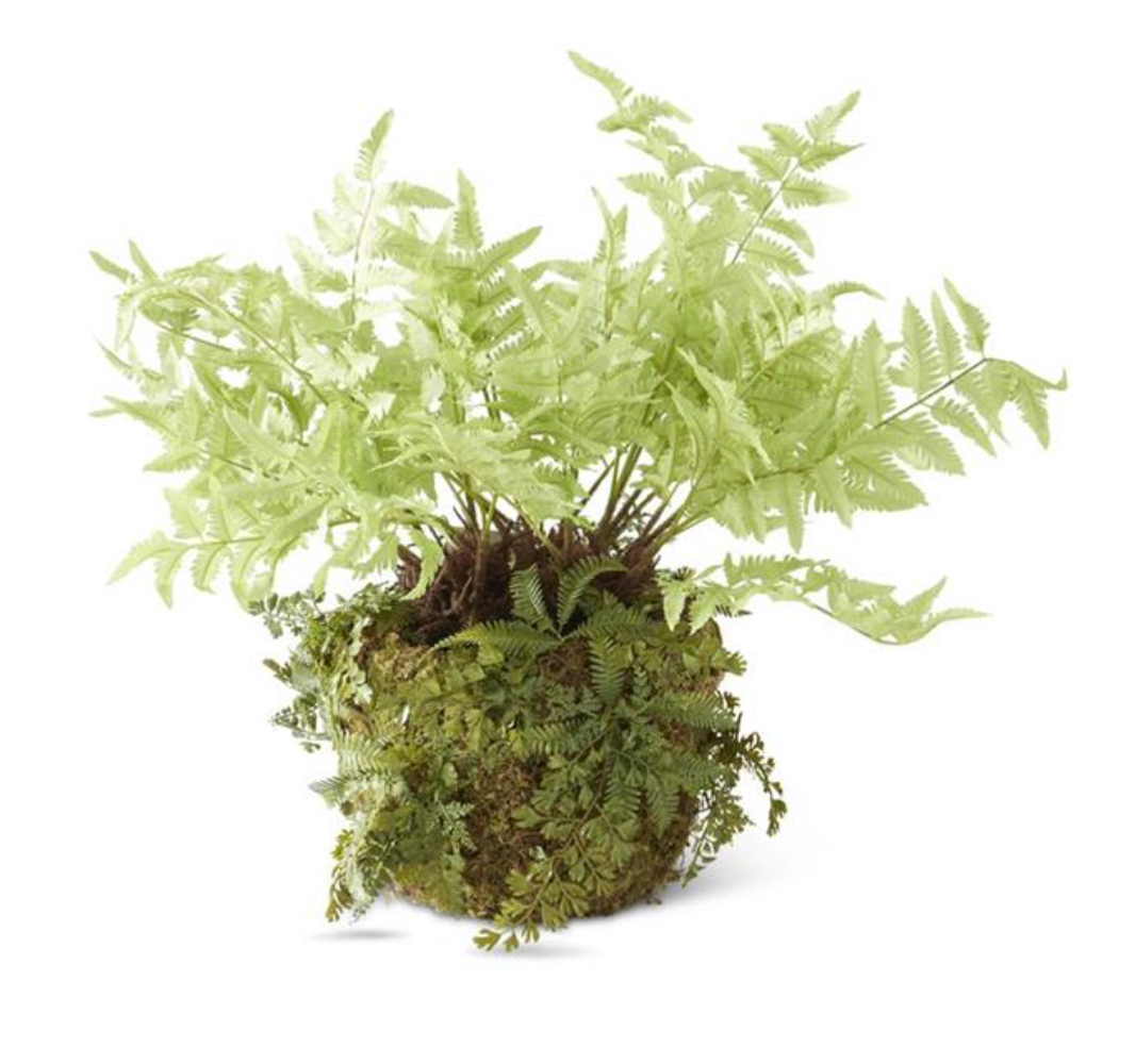 LIGHT GREEN FERN MOSS IN POT
