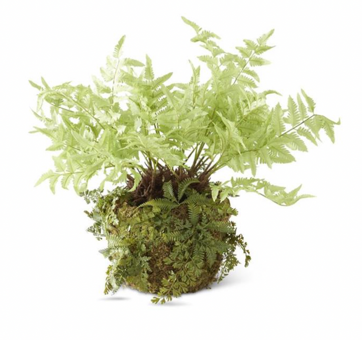 LIGHT GREEN FERN MOSS IN POT
