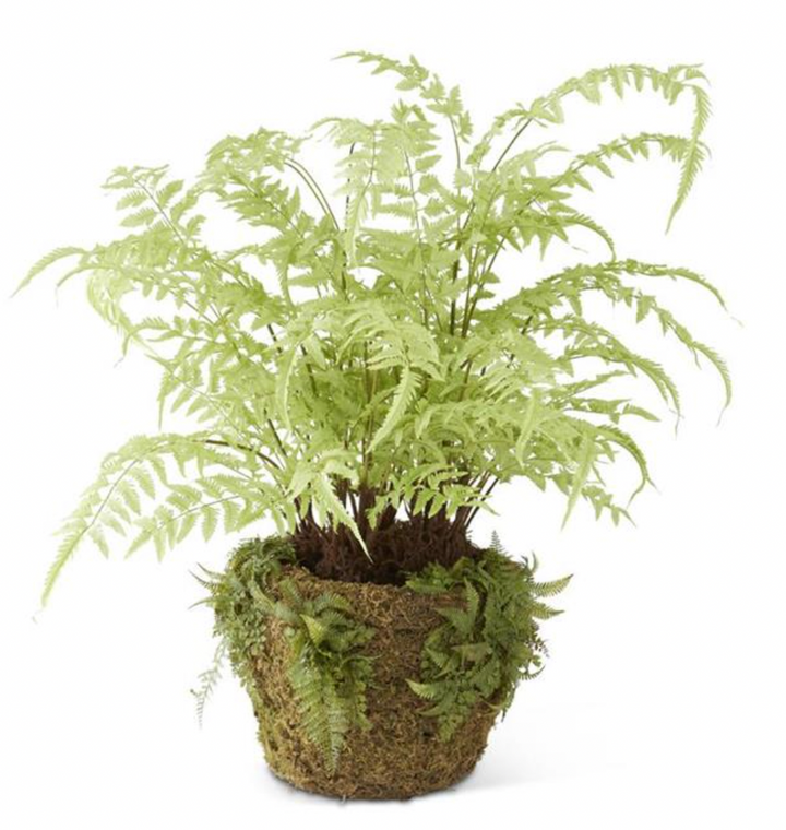 LIGHT GREEN FERN MOSS IN POT