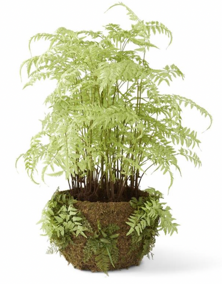 LIGHT GREEN FERN MOSS IN POT