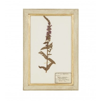 FOUND FRENCH FRAMED BOTANICALS