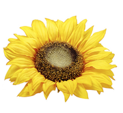 SUNFLOWER FLOATING HEAD