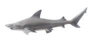 Black Tip Reef Shark, Polished Aluminum