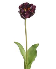 23" SOFT PARROT TULIP SPRAY EP