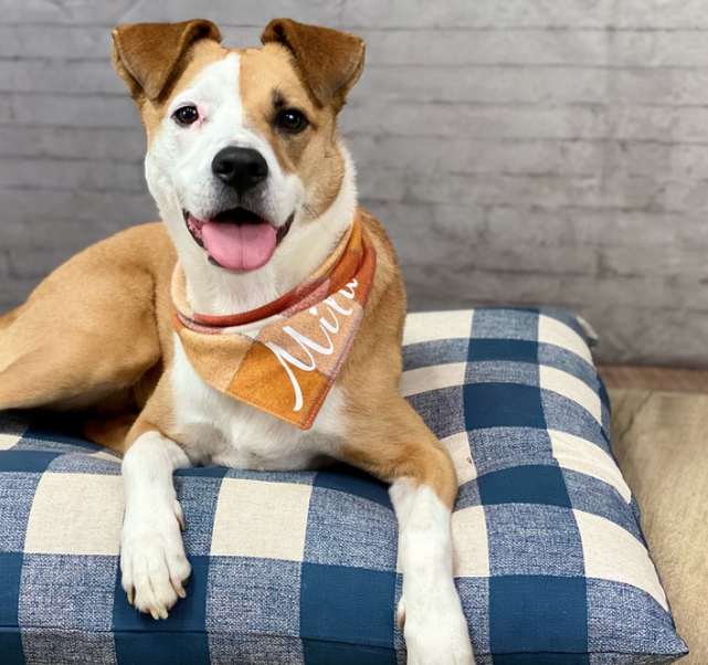 NAVY CHECK DOG BED - SMALL