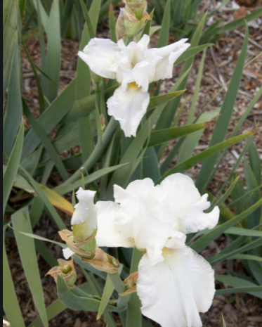BEARDED IRIS STEM 37" WH