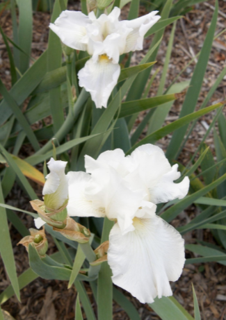 BEARDED IRIS STEM 37" WH