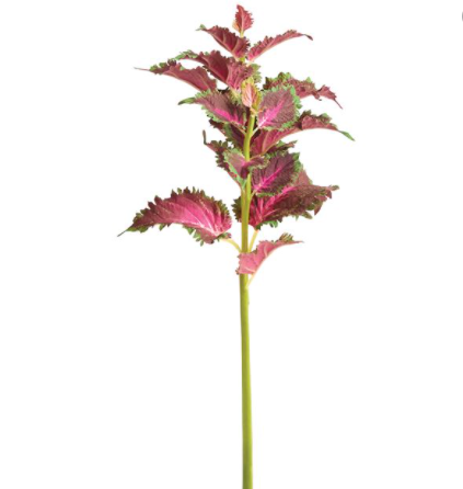COLEUS STEM 22" RED