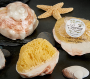 CONCH SHELL SOAP