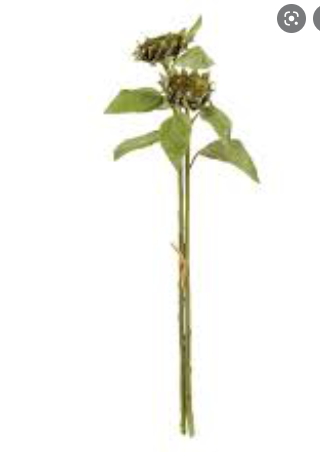 SEEDED SUNFLOWER STEMS 36" BUNDLE